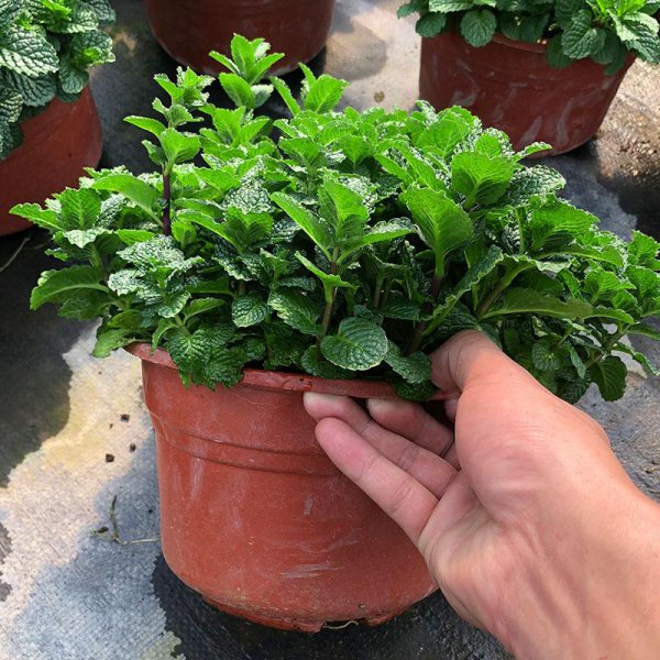 蚊子怕什么花草植物