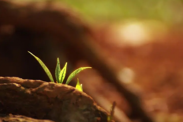 陈薇薇简介及个人资料