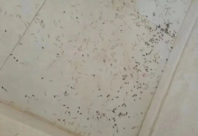 白蚁怎么来到家里的 白蚁飞进屋里来怎么处理最有效