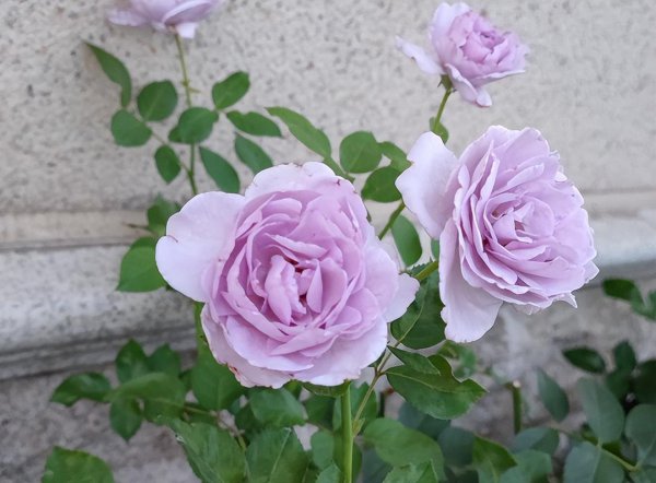 空蒙和蓝色风暴月季花对比哪一款好看又好养