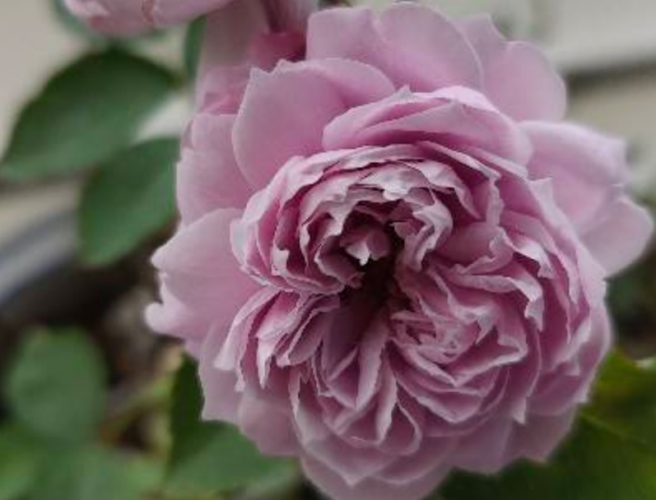 空蒙和蓝色风暴月季花对比哪一款好看又好养