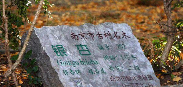 南京师范大学算名牌大学吗