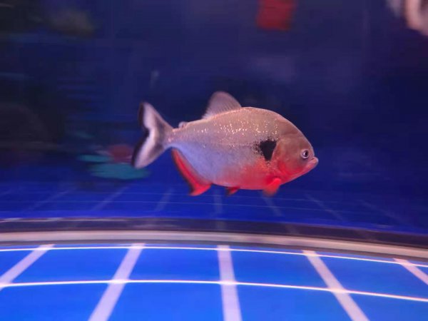 为什么不建议养地图鱼