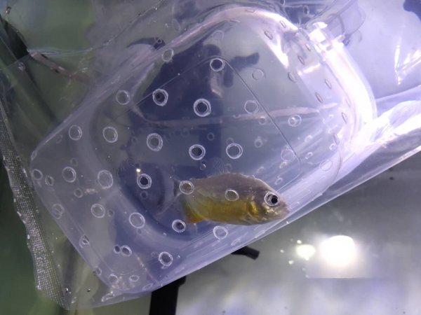 为什么不建议养地图鱼