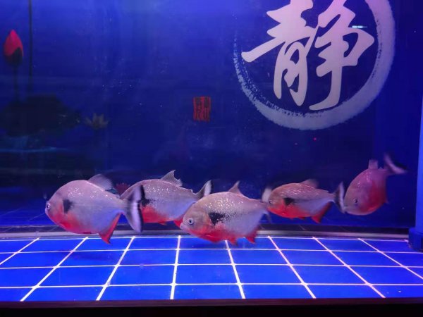 为什么不建议养地图鱼