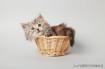 刚出生的小猫人工喂养能养活吗 刚出生的小猫要如何照顾