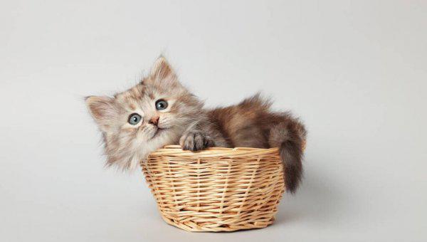 刚出生的小猫人工喂养能养活吗