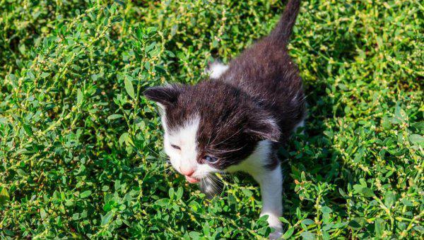 刚出生的小猫人工喂养能养活吗