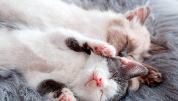 刚出生的小猫人工喂养能养活吗