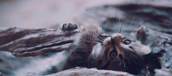 刚出生的小猫人工喂养能养活吗