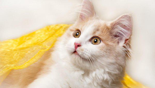 刚出生的小猫人工喂养能养活吗