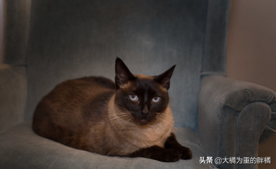 小猫刚到新家一直叫怎么办 刚到家的猫咪总是叫是怎么回事