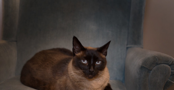 小猫刚到新家一直叫怎么办