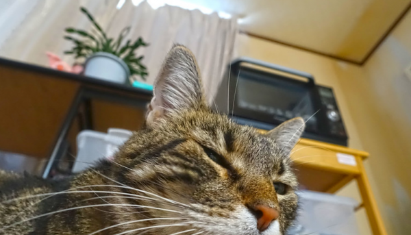 小猫刚到新家一直叫怎么办