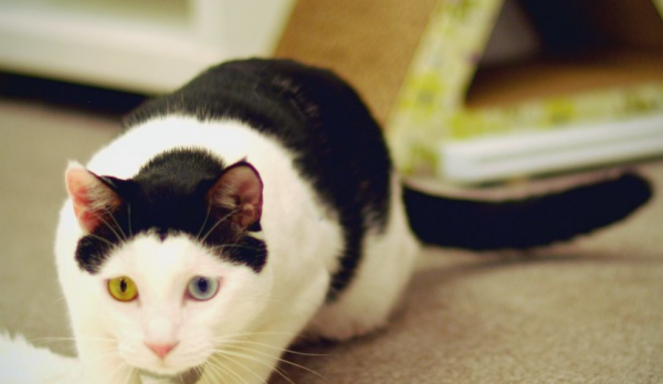 小猫刚到新家一直叫怎么办