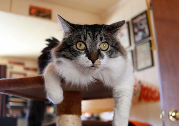 小猫刚到新家一直叫怎么办