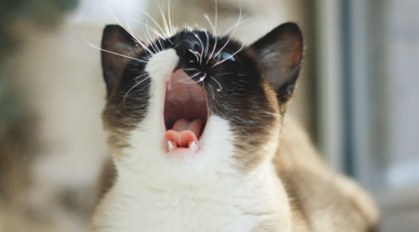 小猫刚到新家一直叫怎么办