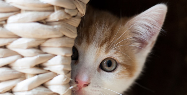 小猫刚到新家一直叫怎么办