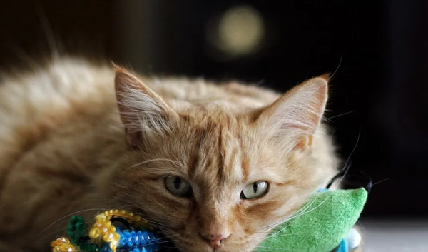 小猫刚到新家一直叫怎么办