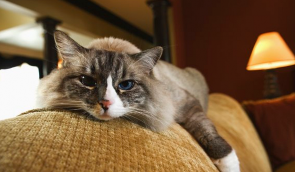 小猫刚到新家一直叫怎么办