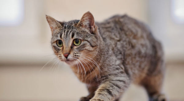 小猫刚到新家一直叫怎么办