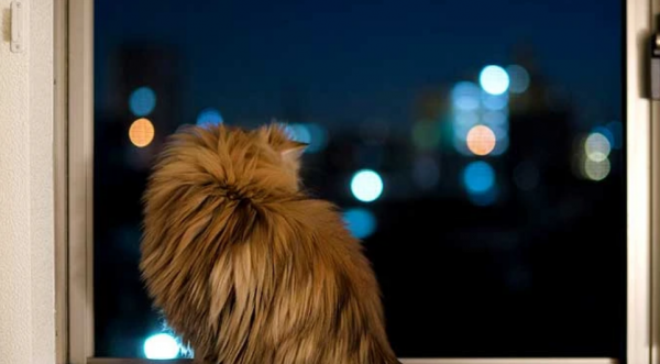 小猫刚到新家一直叫怎么办