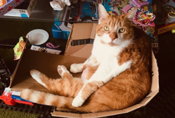 小猫刚到新家一直叫怎么办