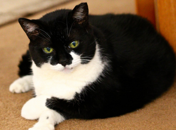 小猫刚到新家一直叫怎么办