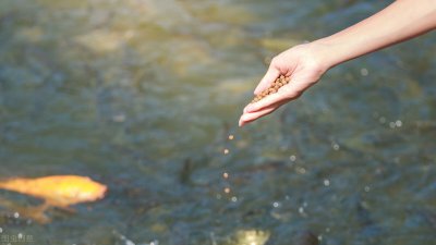 观赏鱼食过期了还能喂鱼吗 颗粒鱼粮过期了能不能用