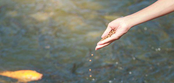 观赏鱼食过期了还能喂鱼吗