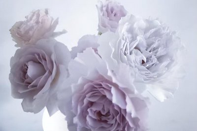 月季花蜻蜓的特点介绍 蜻蜓月季优缺点、株型及花型简介