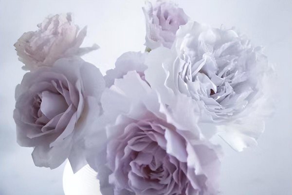 月季花蜻蜓的特点介绍