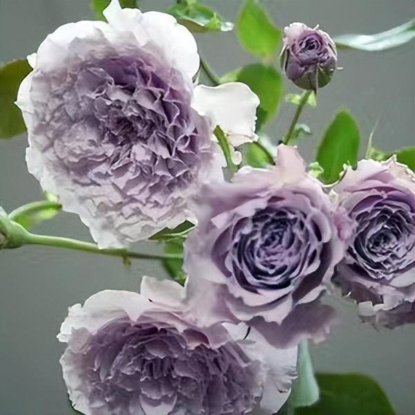 月季花蜻蜓的特点介绍