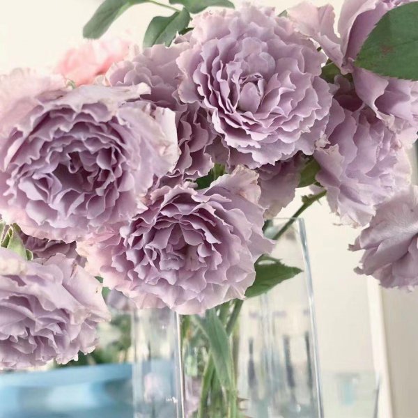 月季花蜻蜓的特点介绍