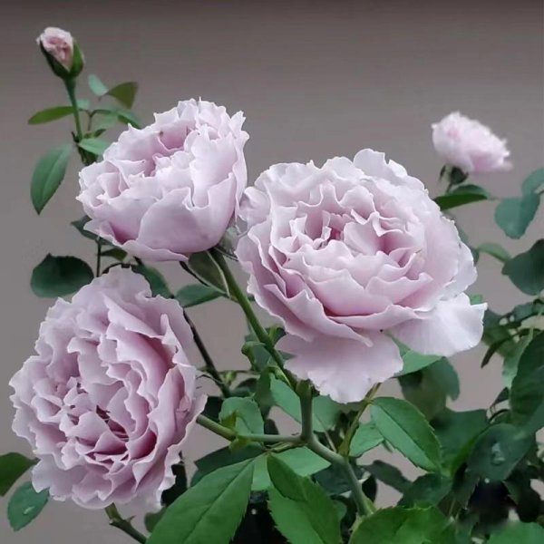 月季花蜻蜓的特点介绍