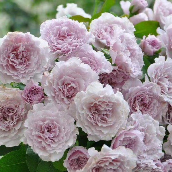 月季花蜻蜓的特点介绍