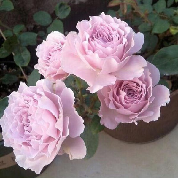 月季花蜻蜓的特点介绍