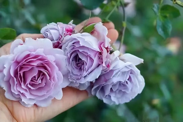 月季花蜻蜓的特点介绍