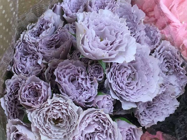 月季花蜻蜓的特点介绍