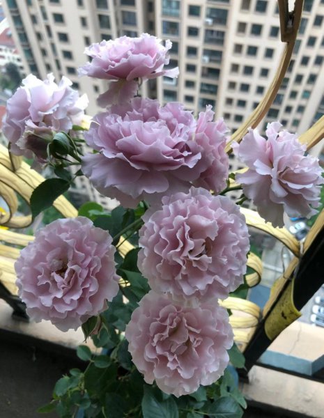 月季花蜻蜓的特点介绍