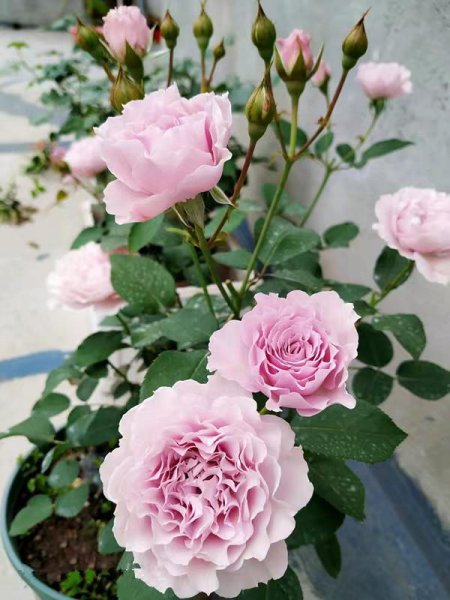 月季花蜻蜓的特点介绍