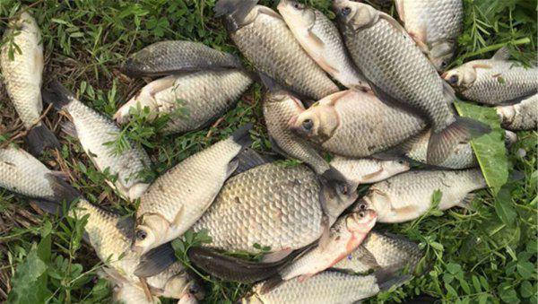 野河钓鱼怎样找鱼窝