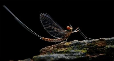 动物寿命排行 地球上寿命最短的十大动物你知道几个