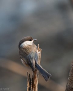 世界最小的鸟是什么 盘点地球上体型最小的五种鸟