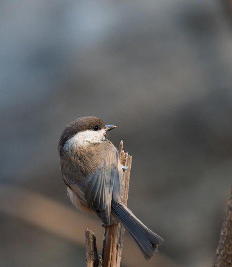 世界最小的鸟是什么