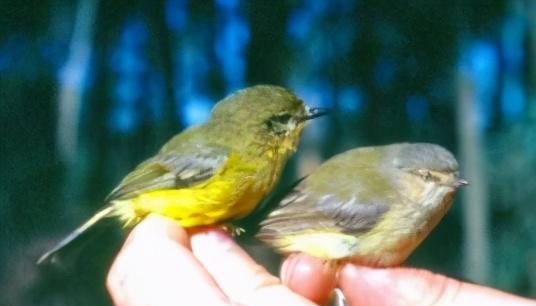 世界最小的鸟是什么