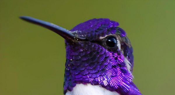 世界最小的鸟是什么