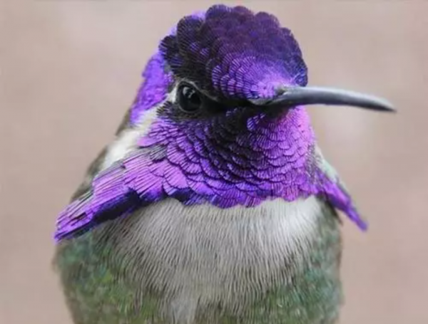 世界最小的鸟是什么