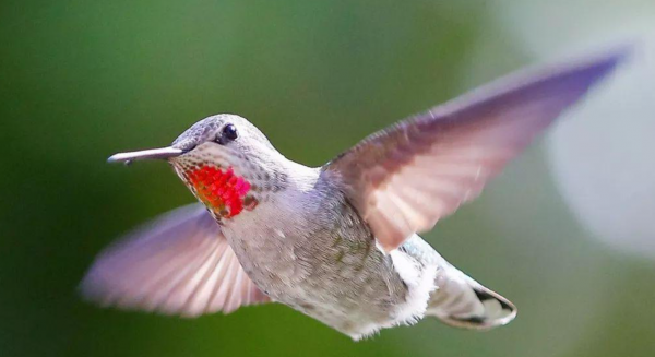 世界最小的鸟是什么