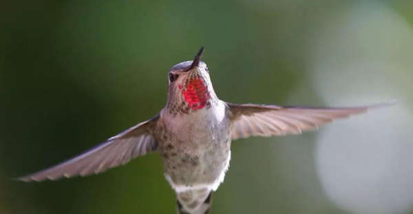 世界最小的鸟是什么